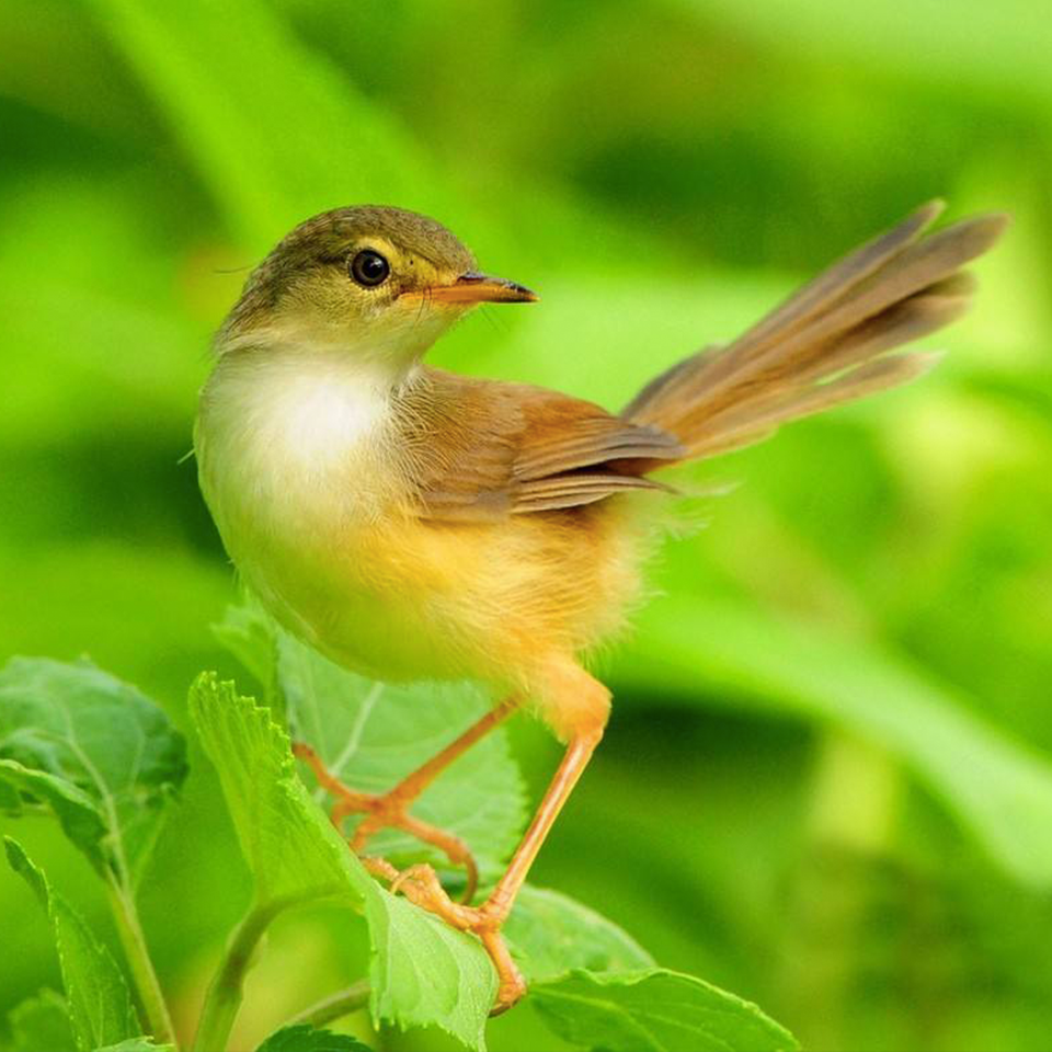 3D鸟鸣声睡前曲 冥想大自然 放松助眠 缓解焦虑抑郁
